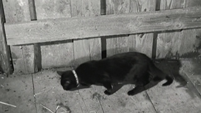 Kapo - black cat Faust