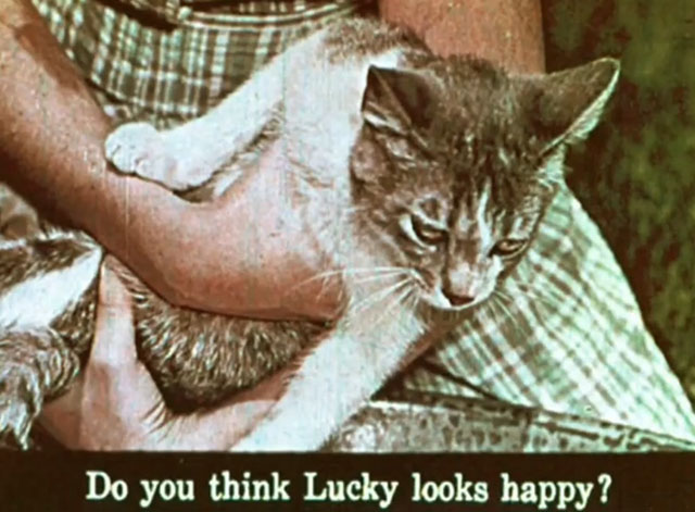 Kathy's Kitten - tabby and white kitten Lucky looking unhappy