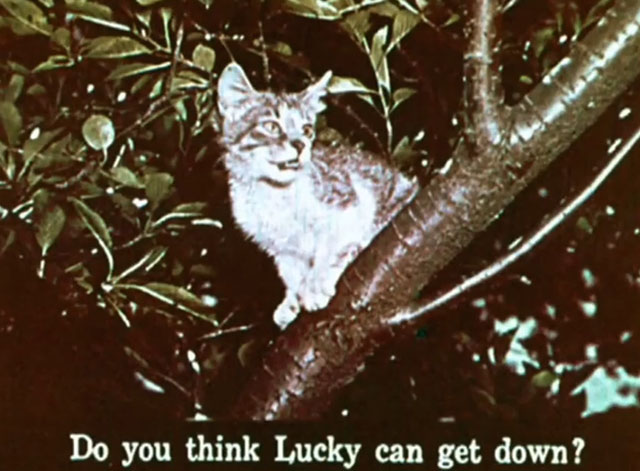 Kathy's Kitten - tabby and white kitten Lucky up in tree