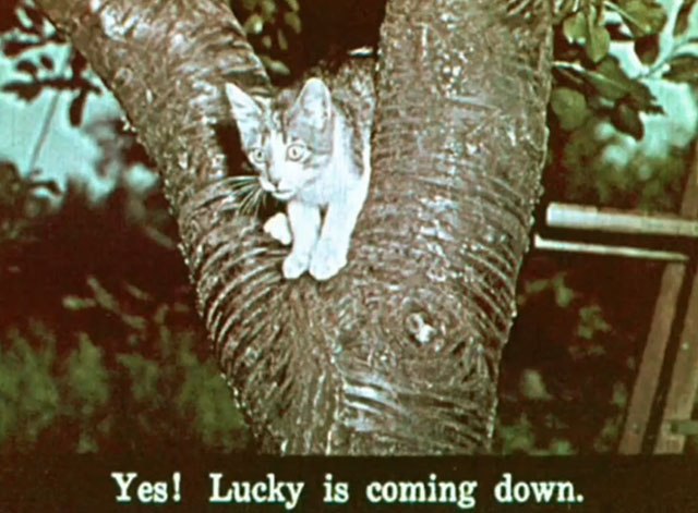 Kathy's Kitten - tabby and white kitten Lucky in tree