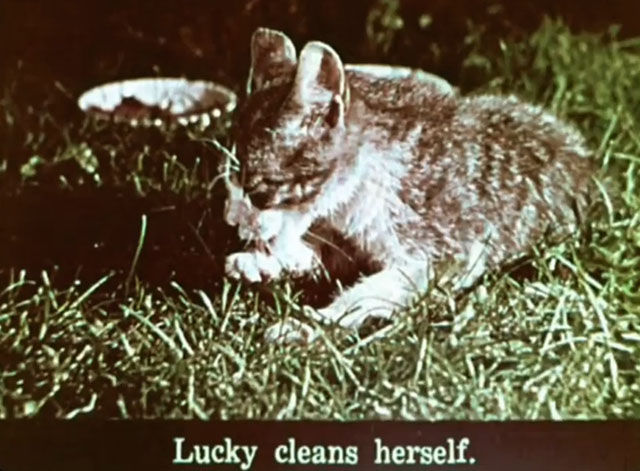 Kathy's Kitten - tabby and white kitten Lucky preening