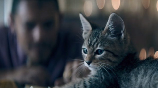 Keanu - tabby kitten on desk of drug manufacturer