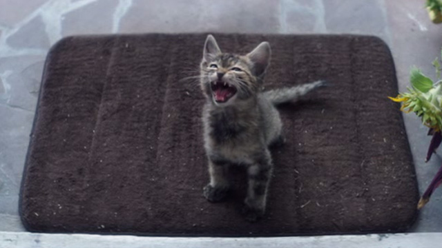 Keanu - tabby kitten on Rell's doorstep