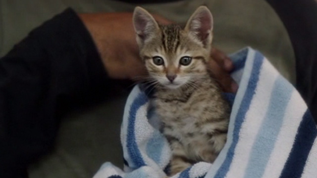Keanu - tabby kitten in blanket