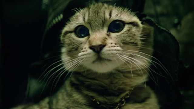 Keanu - gangsta tabby kitten close up