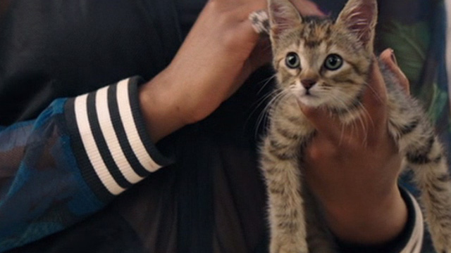 Keanu - tabby kitten being held by Hi-C