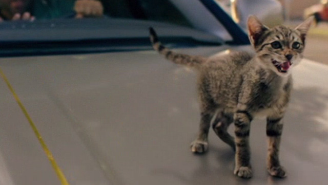Keanu - tabby kitten on hood of car