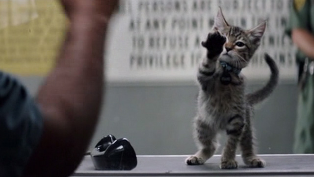 Keanu - tabby kitten at prison visiting window