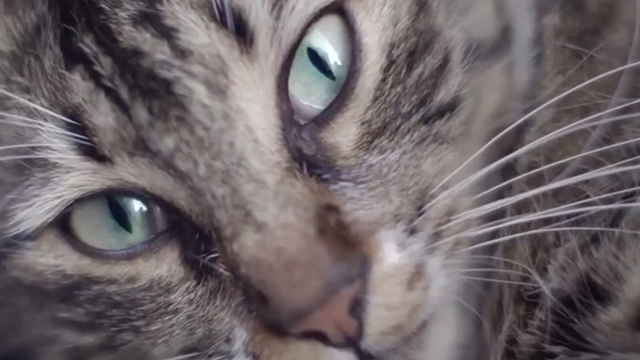 Kedi - extreme close up of tabby cat face