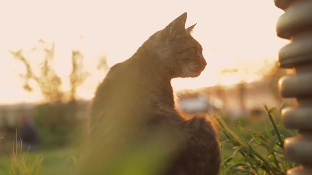 Kedi - tabby cat Bengü sitting in sun