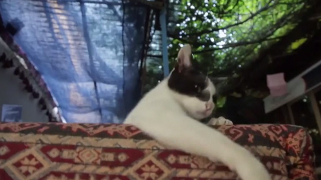 Kedi - tuxedo cat Psikopat grabbing with claws