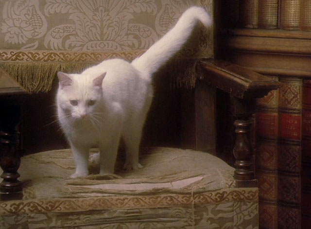 Keep it Up Downstairs - white cat standing on chair
