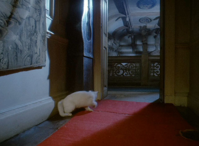 Keep it Up Downstairs - white cat running down hall