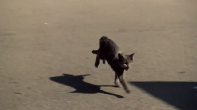 Kenner - gray cat running across road
