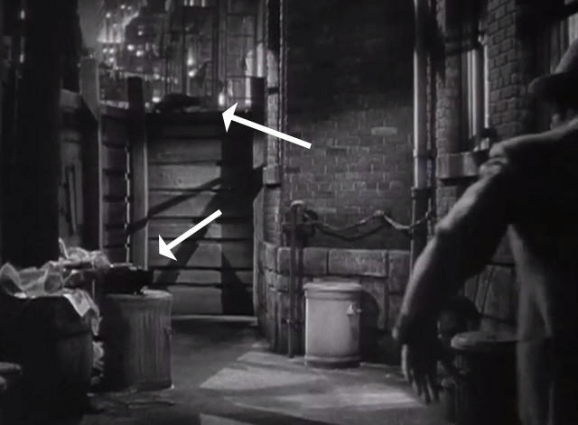 Kentucky Moonshine - cat on garbage can and cat on fence in back alley