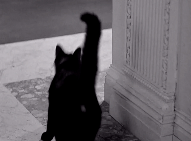 Keystone Hotel - black cat running down hallway