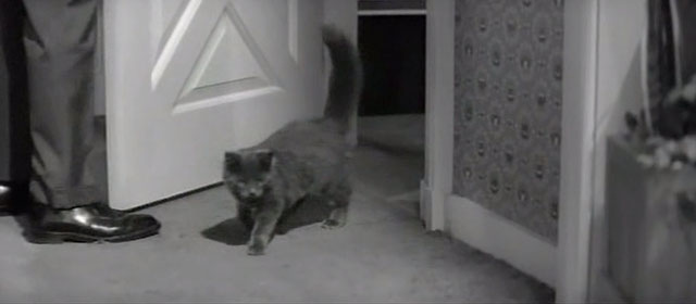 Key Witness - gray cat walking in front door