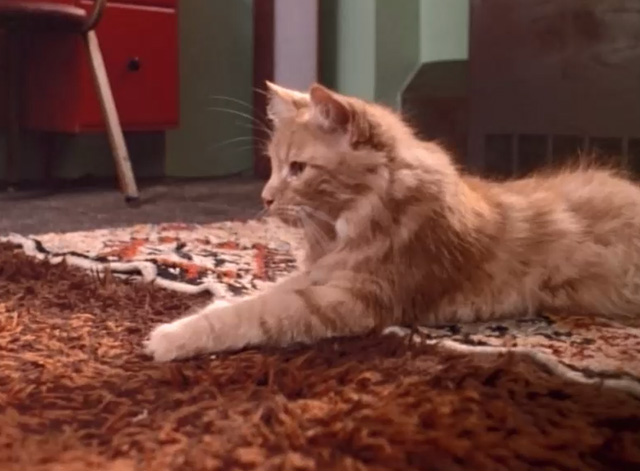 Kicked in the Head - long-haired ginger tabby lying on throw rugs