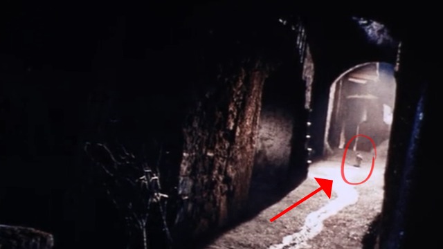 Kill Baby, Kill - white cat running away down street