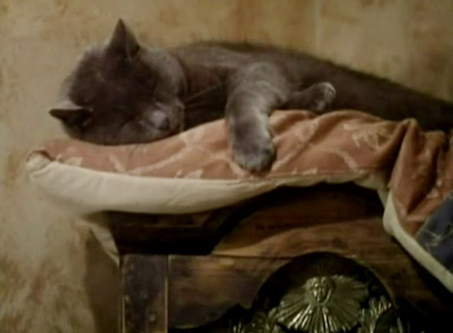 The Killer - blue shorthair cat asleep on top of clock