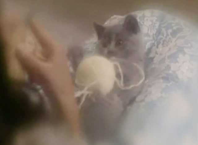 The Killer - blue shorthair kitten playing with ball of yarn in woman's lap