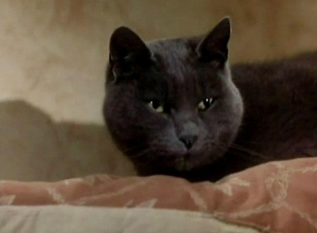 The Killer - blue shorthair cat