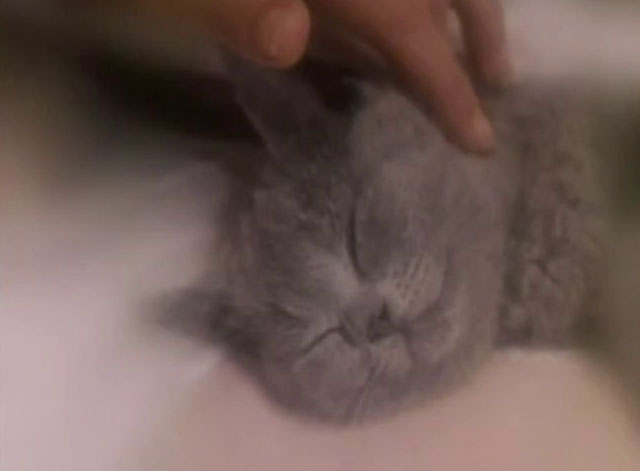 The Killer - blue shorthair kitten being petted
