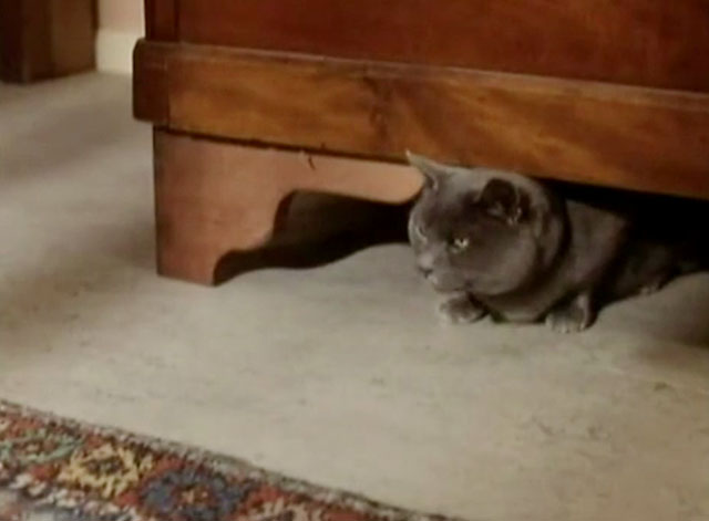 The Killer - blue shorthair cat under chest of drawers
