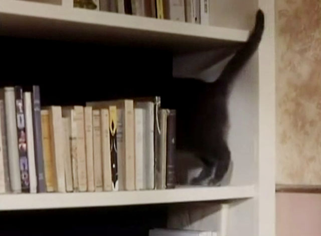 The Killer - blue shorthair cat getting behind books on shelf