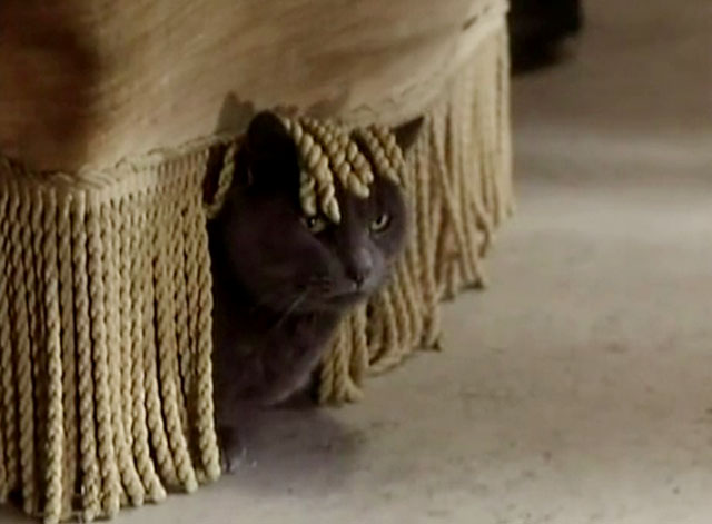 The Killer - blue shorthair cat under fringe of chair