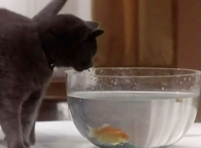 The Killer - blue shorthair cat looking at goldfish in bowl
