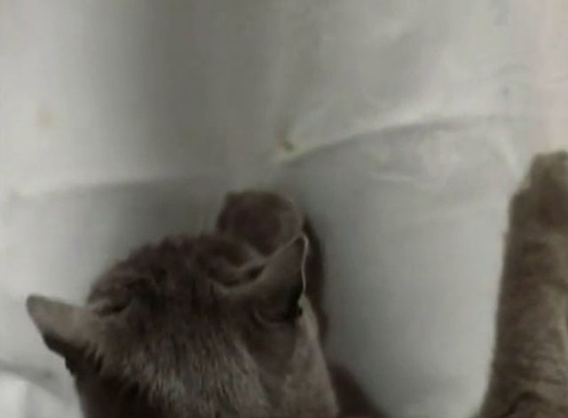 The Killer - blue shorthair cat pulling on tablecloth