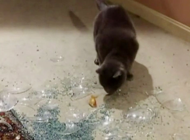 The Killer - blue shorthair cat looking at shattered fishbowl and goldfish on floor