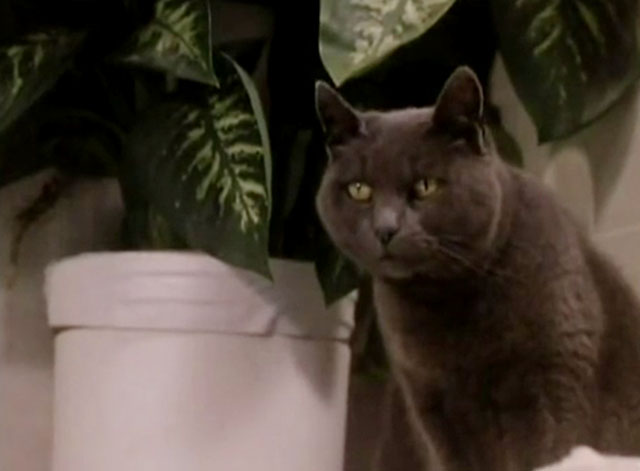 The Killer - blue shorthair cat