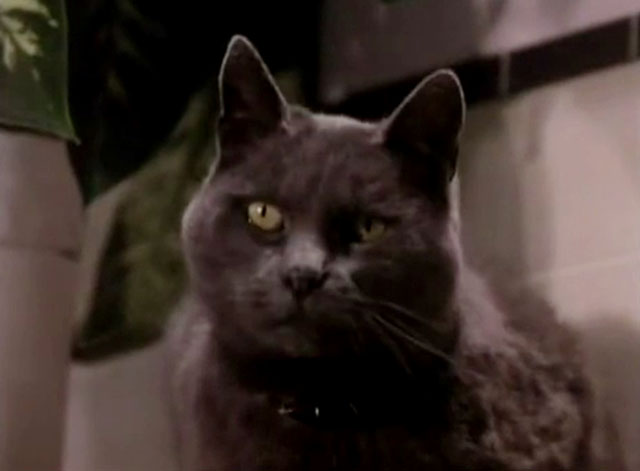 The Killer - blue shorthair cat