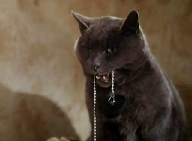 The Killer - blue shorthair cat holding chain with bathtub plug in mouth