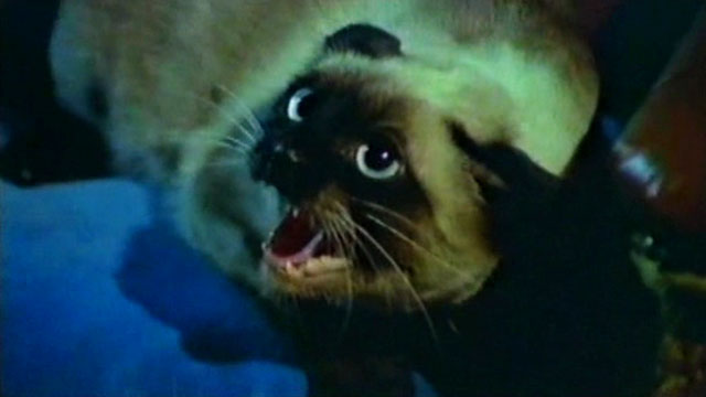 The Killer Wore Gloves - La muerte llama a las 10 - Siamese cat Bonzo hissing