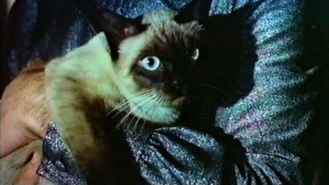 The Killer Wore Gloves - La muerte llama a las 10 - Siamese cat Bonzo