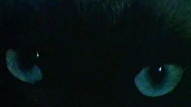 The Killer Wore Gloves - La muerte llama a las 10 - Siamese cat Bonzo's eyes close up