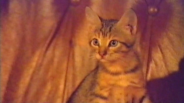 The Killer Wore Gloves - La muerte llama a las 10 - brown tabby kitten