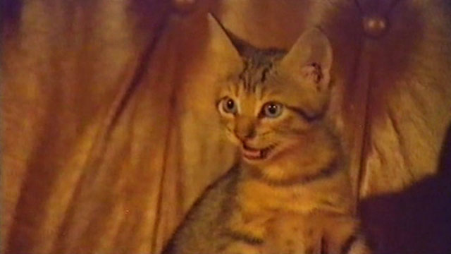 The Killer Wore Gloves - La muerte llama a las 10 - brown tabby kitten mewing