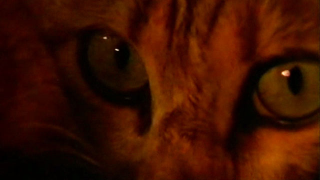 The Killer Wore Gloves - La muerte llama a las 10 - brown tabby kitten eyes close up