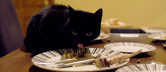 Kill List - black cat with leftover food on kitchen table