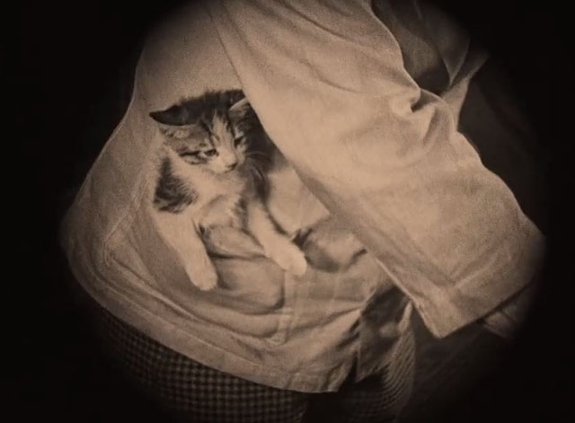The King of Pelicania - tabby and white kitten in Patachon's pocket