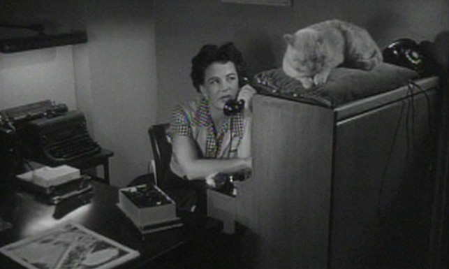 Kiss Me Deadly - orange tom cat on answering service switchboard
