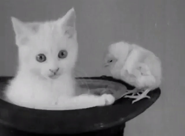 Kitten and Chicks - white shorthair kitten in top hat with baby chick on brim