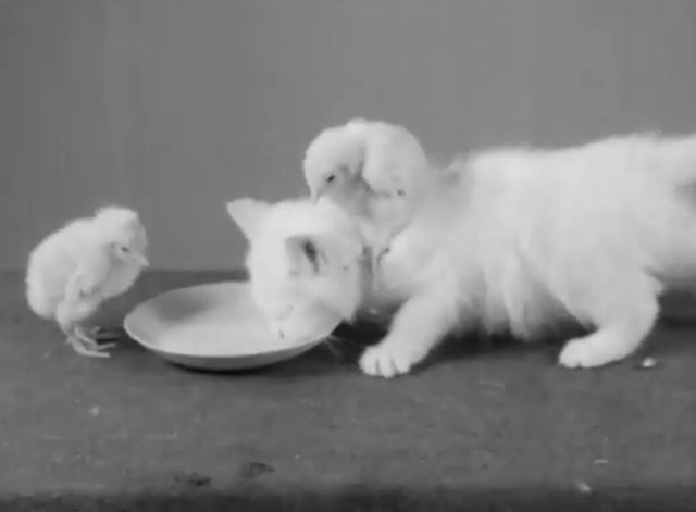 Kitten and Chicks - white shorthair kitten drinking milk from saucer with two baby chicks