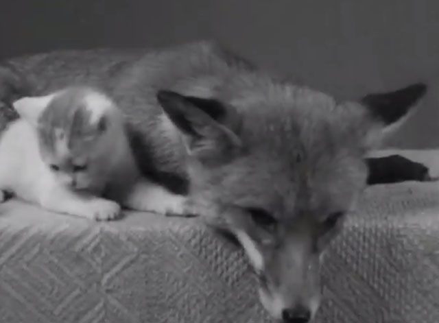 Kitten and Fox - sitting together on table