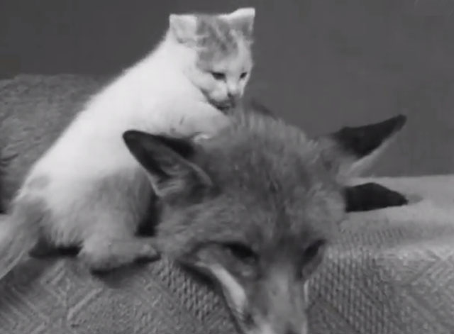 Kitten and Fox - sitting together on table