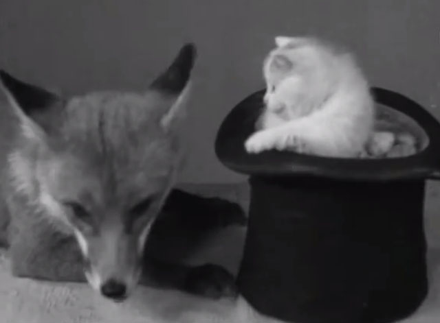 Kitten and Fox - kitten in top hat with fox